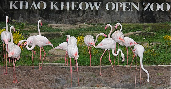 Offener Zoo Nähe Pattaya