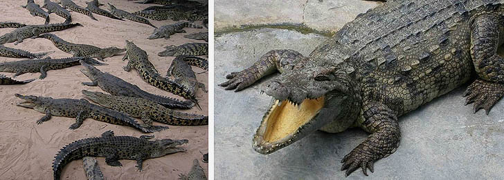 Krokodile in Thailand