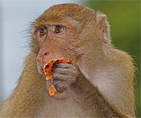 Affe im Zoo