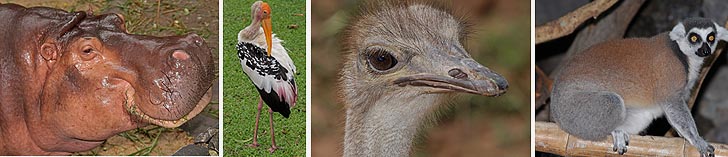 Tiere im Khaow Kheow Zoo