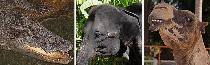 Tiere im Khaow Kheow Zoo