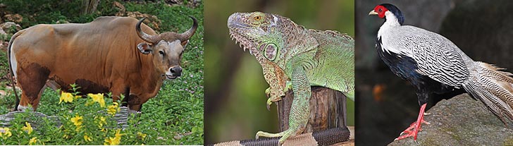 Offener Zoo in der nähe von Siracha