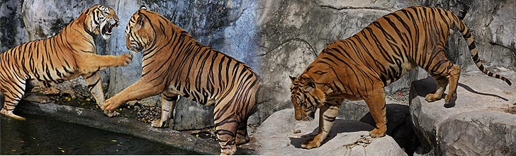 Offener Zoo in der nähe von Siracha