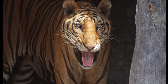 Offener Zoo Nähe Pattaya