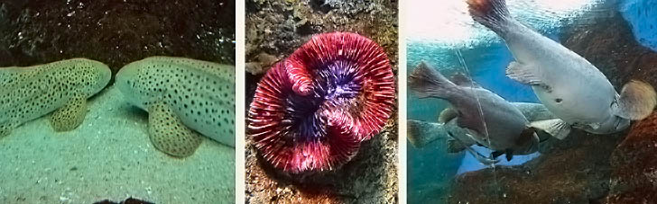 Meeresbewohner in der Unterwasserwelt bei Pattaya